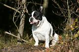BOULEDOGUE FRANCAIS 1174